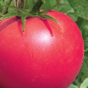 Výhody a tajemství pěstování rajčat Korneevsky v polovině sezóny, odolné vůči chorobám a škůdcům