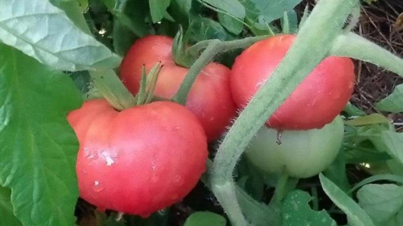 Fordelene og hemmelighetene med å dyrke en midtsesong, sykdomsresistent og skadedyrbestandig tomat Korneevsky