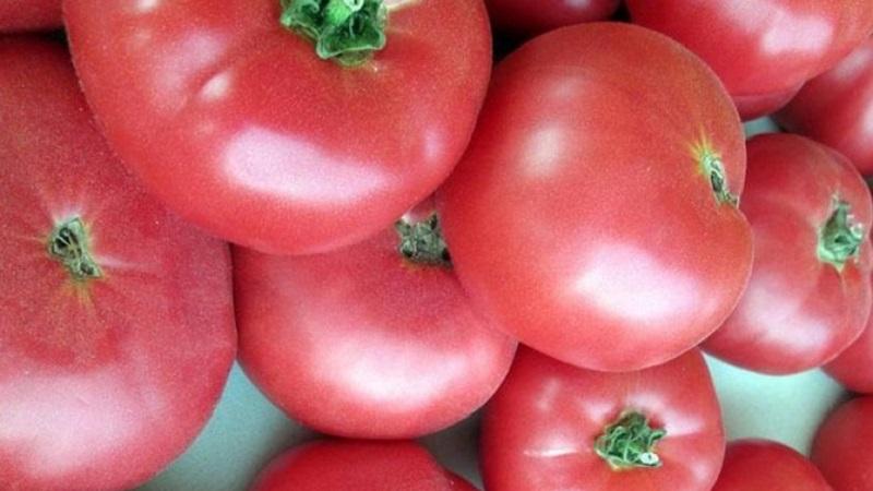 Zalety i tajemnice uprawy w połowie sezonu, odpornego na choroby i szkodniki pomidora Korneevsky