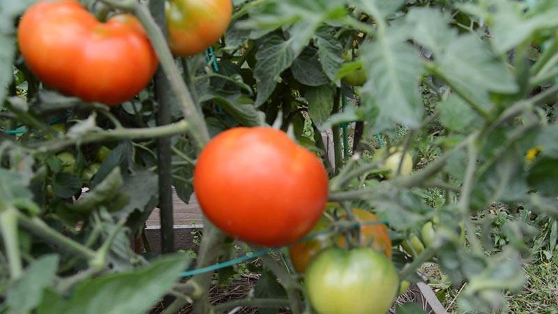 سهلة العناية ، متواضعة ، لكنها منتجة للغاية ولذيذة طماطم ستاروسيلسكي: نحن نزرعها بأنفسنا