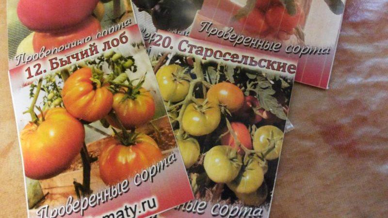 Bakımı kolay, iddiasız ama çok verimli ve lezzetli Staroselsky domatesi: kendimiz yetiştiriyoruz