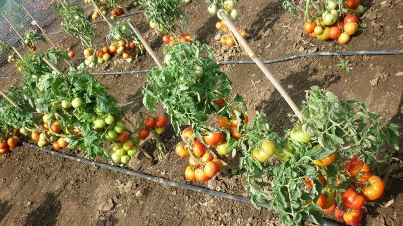 سهلة العناية ، متواضعة ، لكنها منتجة للغاية ولذيذة طماطم Staroselsky: نحن نزرعها بأنفسنا