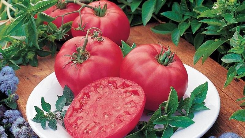 Uma variedade madura precoce que você definitivamente vai gostar - o tomate Pink Dream