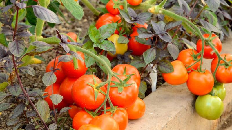 Seralar için erken domates çeşitleri: en iyinin değerlendirmesi ve seçim için öneriler
