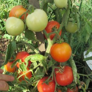 Maagang mga varieties ng mga kamatis para sa mga greenhouse: rating ng pinakamahusay at mga rekomendasyon para sa pagpili