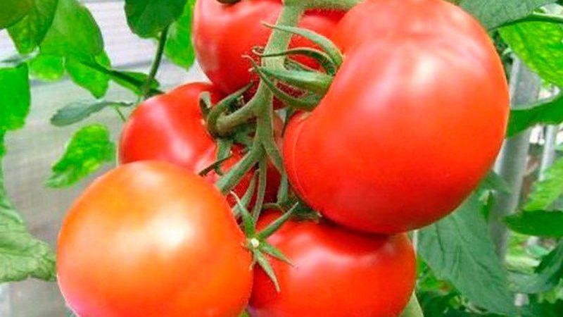 أصناف مبكرة من الطماطم للبيوت المحمية: تصنيف الأفضل والتوصيات للاختيار