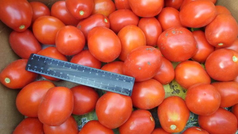 أصناف مبكرة من الطماطم للبيوت المحمية: تصنيف الأفضل والتوصيات للاختيار
