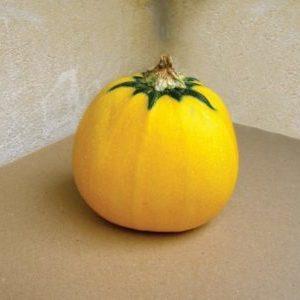 Variedade de abobrinha laranja com sabor exótico e aparência original: cultivamos e surpreendemos nossos vizinhos