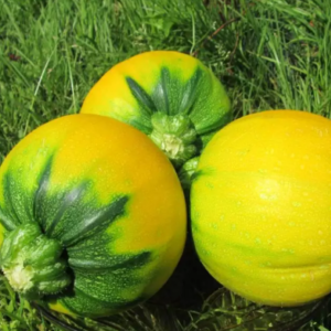 Een variëteit aan squash Orange met een exotische smaak en originele uitstraling: we telen en verrassen onze buren