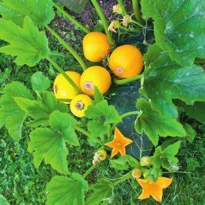 Oranje courgettevariëteit met exotische smaak en origineel uiterlijk: we groeien en verrassen onze buren