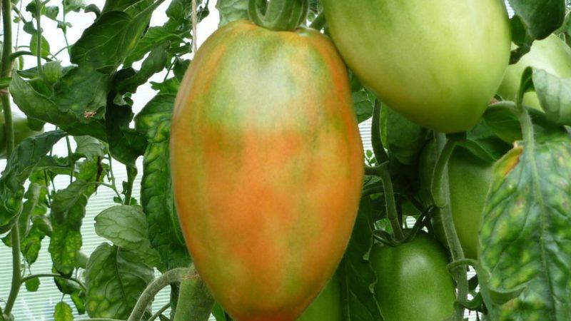 Czy warto hodować pomidorową Księżniczkę: opinie letnich mieszkańców i tajemnice uzyskania bogatego zbioru pachnących pomidorów