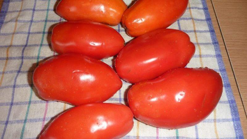 Vrijedi li uzgoj rajčice Princeza: mišljenja ljetnih stanovnika i tajne dobivanja bogate žetve mirisnih rajčica