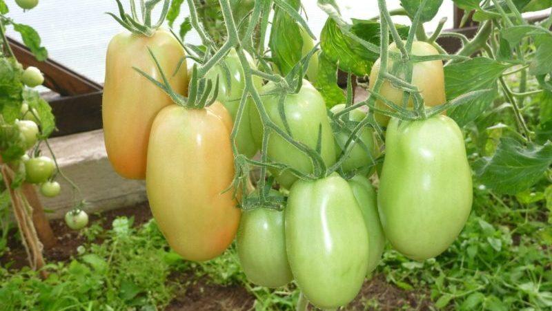Vale a pena cultivar um tomate Princesa: as opiniões dos residentes de verão e os segredos para obter uma rica colheita de tomates perfumados