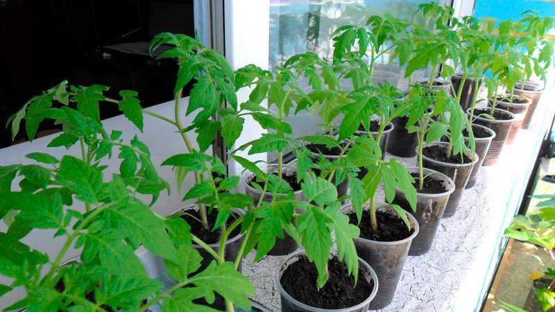 Vale a pena cultivar um tomate Princesa: as opiniões dos residentes de verão e os segredos para obter uma rica colheita de tomates perfumados