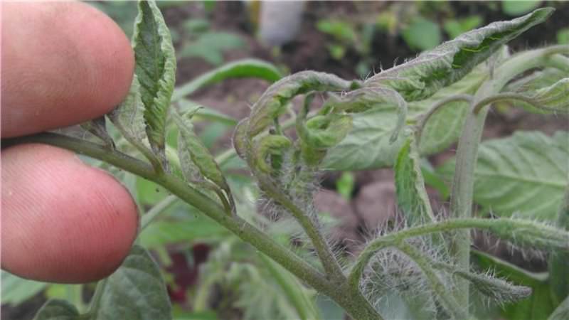 هل يستحق الأمر أن تنمو أميرة الطماطم: آراء سكان الصيف وأسرار الحصول على محصول غني من الطماطم العطرية