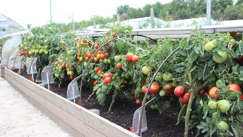 Kırmızı Bugai domatesleri - zengin bir hasat sağlayan büyük bir melez