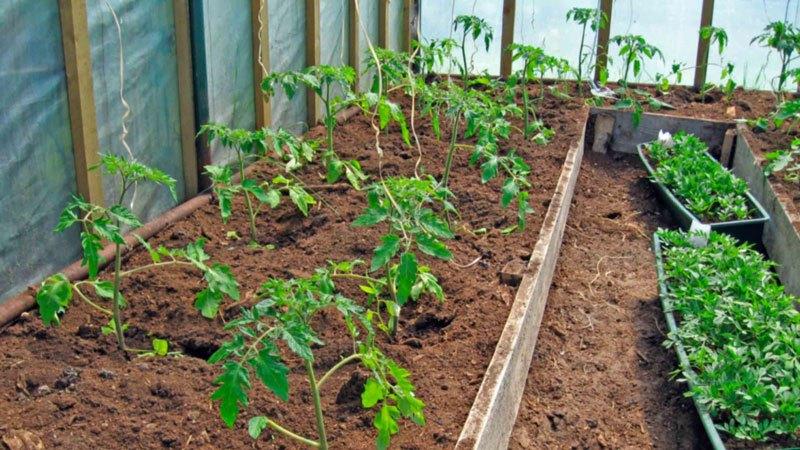 Raudoni Bugai pomidorai - didelis hibridas, suteikiantis turtingą derlių