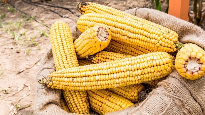 Maïs eten tegen jicht: is het mogelijk of niet, hoe eet je het om je gezondheid niet te schaden?