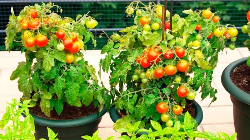 احصد من النافذة على مدار السنة: نزرع الطماطم معجزة الشرفة في المنزل