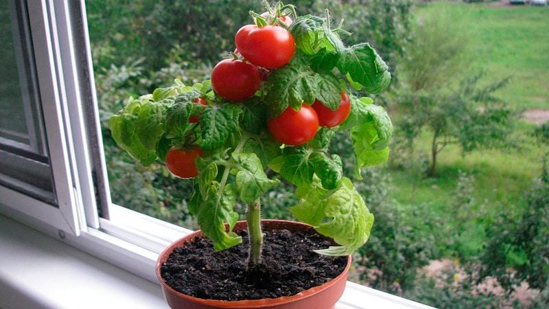 Colheita na janela o ano todo: cultivamos tomates Varanda milagre em casa
