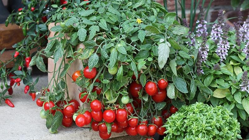 Colheita na janela o ano todo: cultivamos tomates Varanda milagre em casa