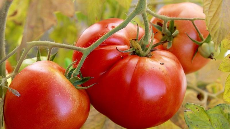 Büyük meyvelere sahip parlak bir erken domates - domates pazarın Kralı ve tecrübeli bahçıvanlardan yetiştirilmesinin sırları