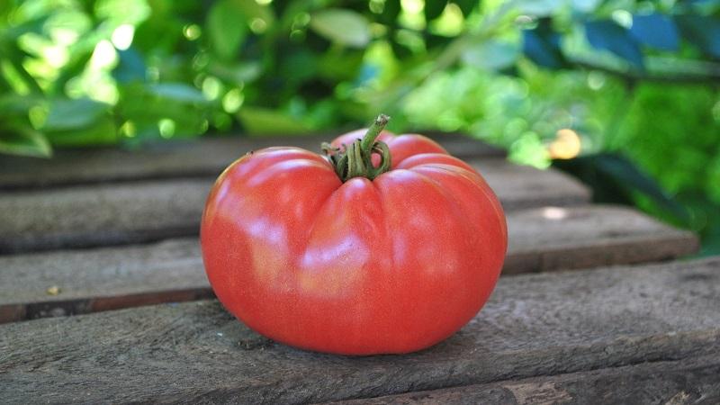 Ryškus ankstyvas pomidoras su dideliais vaisiais - pomidoras yra rinkos karalius ir jo auginimo paslaptys iš patyrusių sodininkų