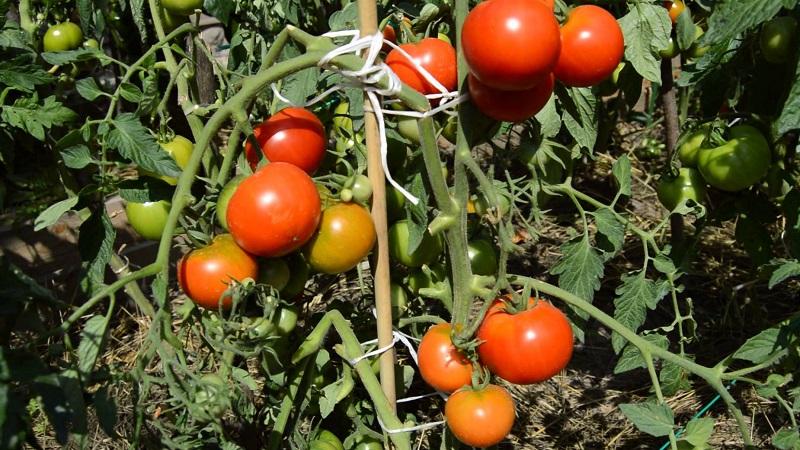 Pourquoi tout le monde aime-t-il autant un résident d'été à la tomate?