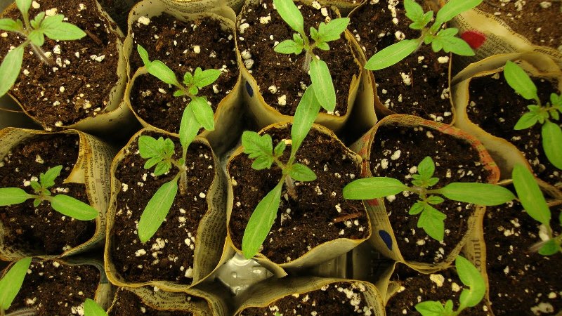 Ultra-vroege tomaat Witte vulling: we kweken zaailingen uit zaden, verplanten ze in een kas of aarde en genieten van de oogst