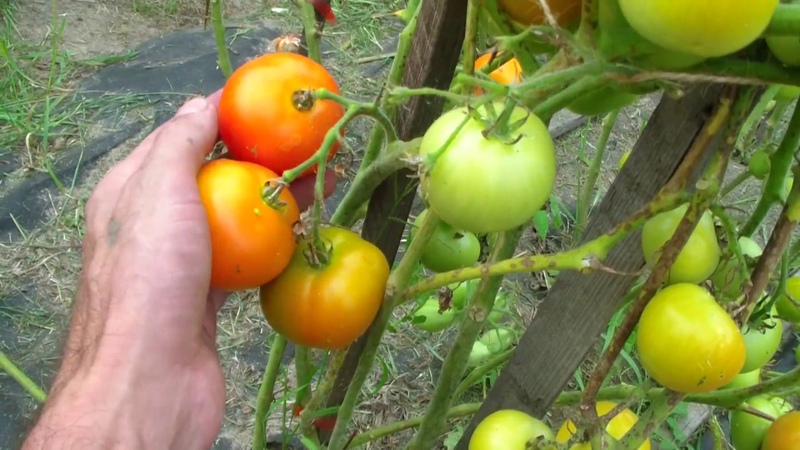 الحشوة البيضاء للطماطم المبكرة للغاية: نزرع الشتلات من البذور ، ونزرعها في دفيئة أو تربة ونستمتع بالحصاد