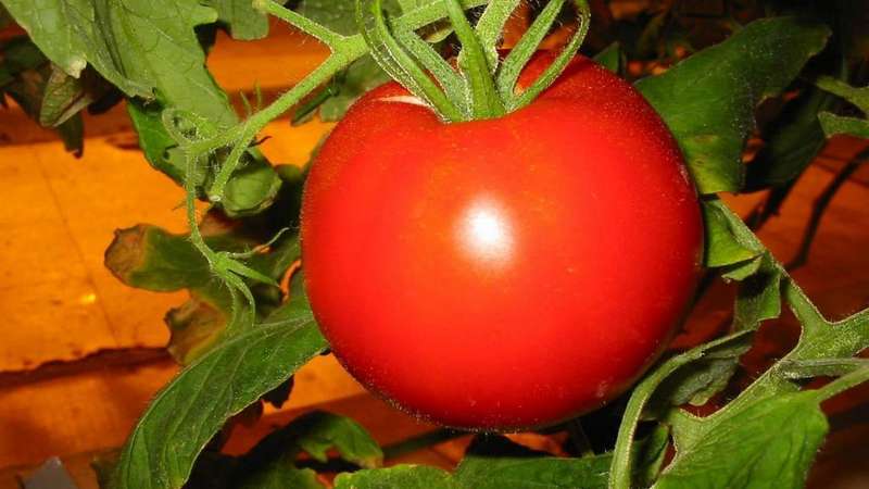Ultra-vroege tomaat Witte vulling: we kweken zaailingen uit zaden, verplanten ze in een kas of aarde en genieten van de oogst