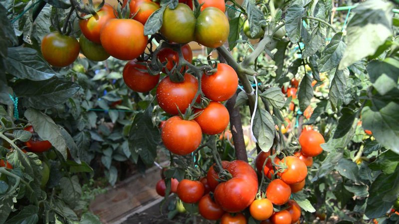 الحشوة البيضاء للطماطم المبكرة جدًا: نزرع الشتلات من البذور ، ونزرعها في دفيئة أو تربة ونستمتع بالحصاد