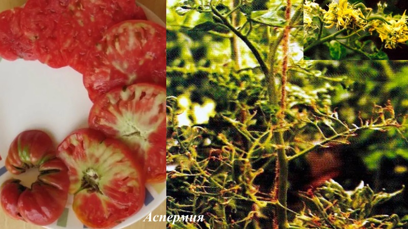 Combatimos las enfermedades del tomate de forma fácil y eficaz: una selección de las mejores recetas para tratar enfermedades