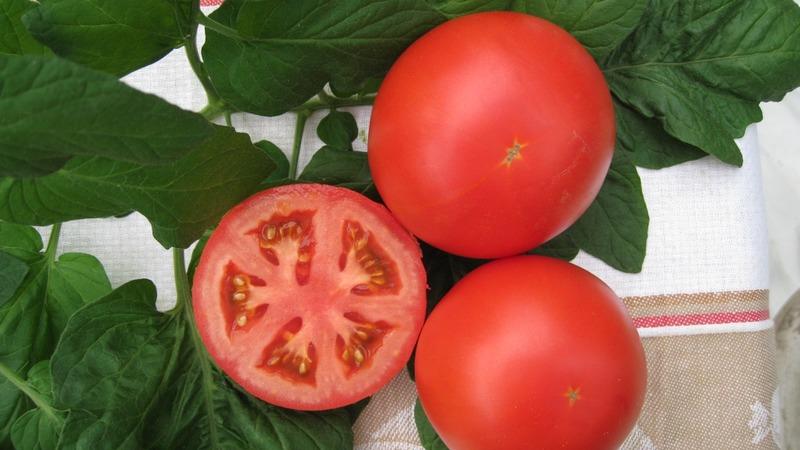 Unico pomodoro a maturazione precoce Anyuta, che dà l'opportunità di ottenere una doppia raccolta