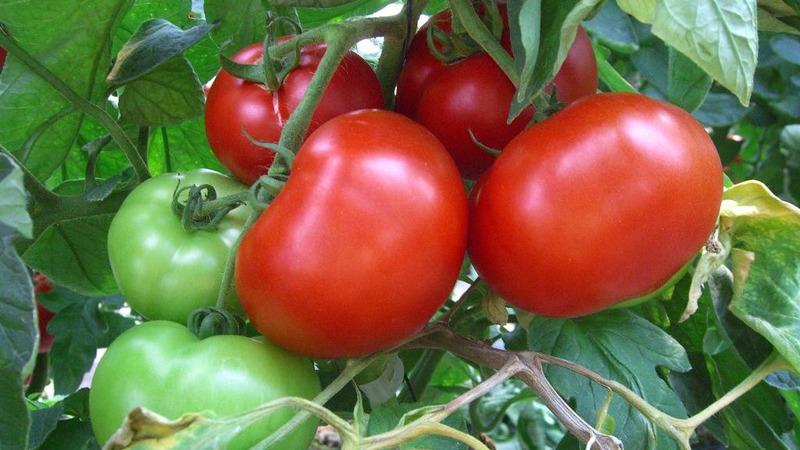 Unik tidlig moden tomat Anyuta, som gir muligheten til å få en dobbelt høsting