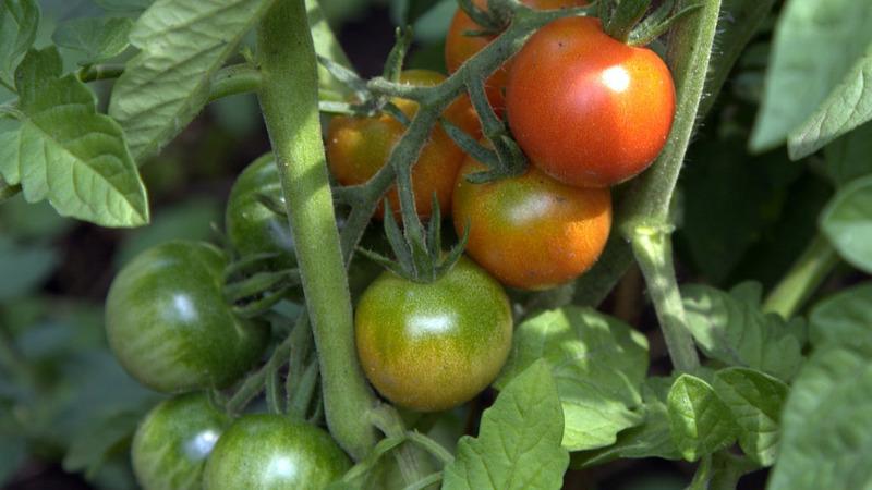 Anyuta tomate de amadurecimento precoce exclusivo, que dá a oportunidade de obter uma colheita dupla