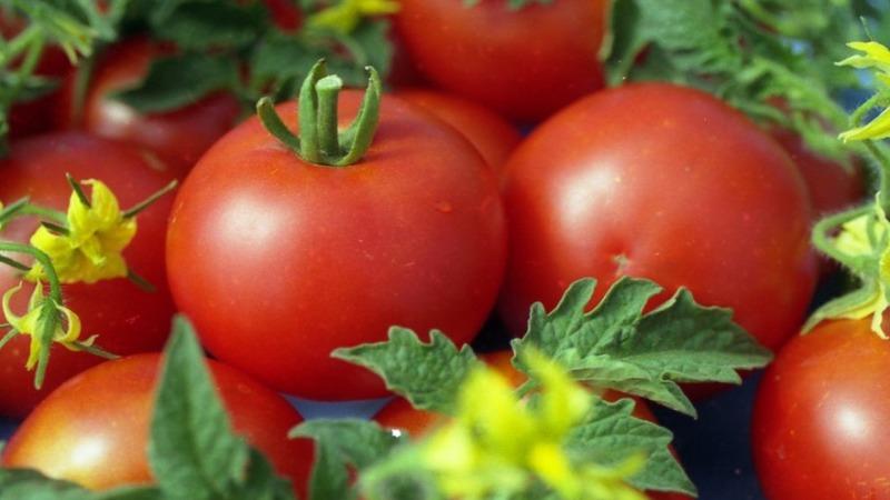 Eşsiz erken olgunlaşan domates Anyuta, çift hasat alma fırsatı verir