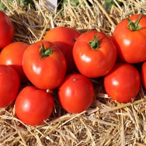 Starke, widerstandsfähige Büsche für offenen Boden - Tomate Tatyana: Was ist gut und wie man es richtig anbaut