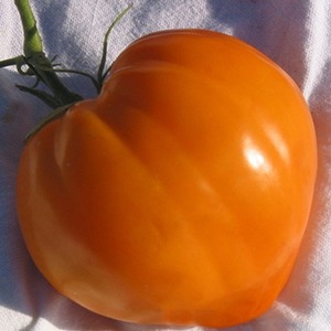 Sustainable Tomato na may Mataas na Mga Yuta para sa Greenhouse at Ground - Golden Domes Tomato