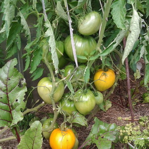 Vysoce odolná rajčata pro skleníky a zem - rajčata Golden Domes