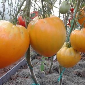 Zrównoważone pomidory o wysokich plonach do szklarni i ziemi - Pomidor Golden Domes
