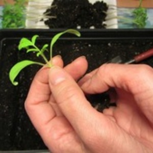 Tomàquets sostenibles amb rendiments elevats per a hivernacle i terra - Tomates Domes d’Or