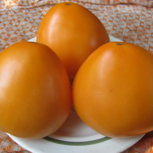 Duurzame tomaten met hoge opbrengsten voor kas en grond - Golden Domes Tomato