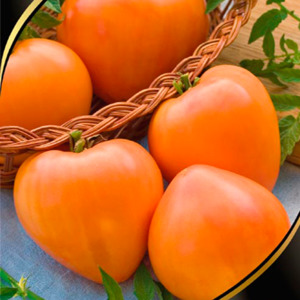 Tomates sustentáveis ​​com alto rendimento para estufa e solo - Golden Domes Tomato