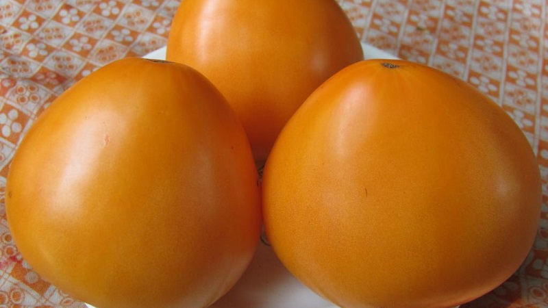 Sustainable Tomato na may Mataas na Mga Yuta para sa Greenhouse at Ground - Golden Domes Tomato