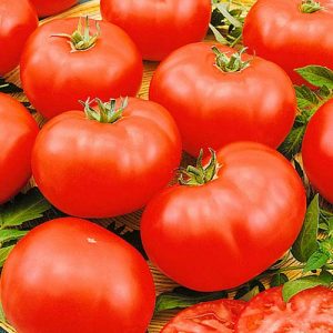 Eine unprätentiöse, aber sehr schmackhafte Tomatensorte Das Wunder des Marktes mit einer reichen Ernte ist ein Favorit erfahrener Gärtner