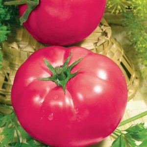 Známý favorit mezi zahradníky - rajčatově růžové tváře