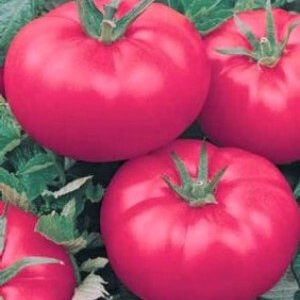 En erkänd favorit bland trädgårdsmästare - tomatrosa kinder