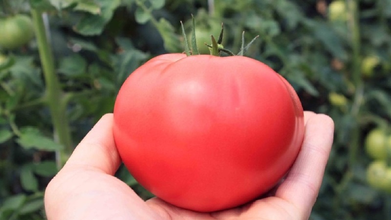 En erkänd favorit bland trädgårdsmästare - tomatrosa kinder