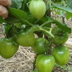 Une variété hybride précoce des sélectionneurs sibériens - Tomates Ob dômes et commentaires des résidents d'été sur ces tomates